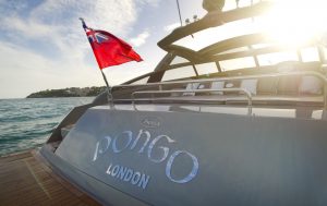 pongo7